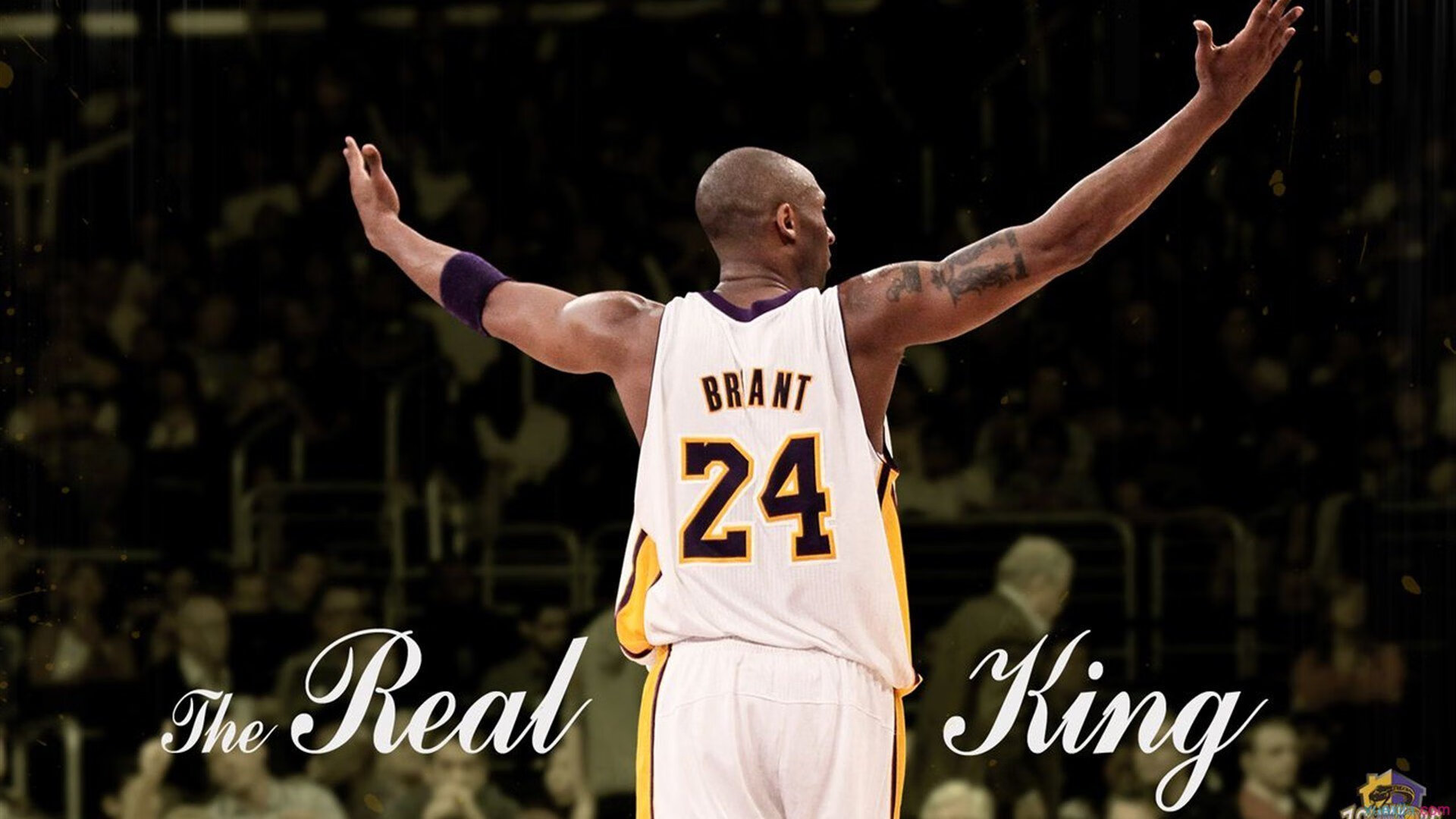 “城市流浪动物公益跑” 报名费部分用于救助行动